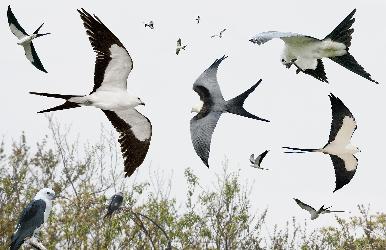 Swallow-tailed Kite photo