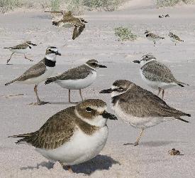 Wilson's Plover photo
