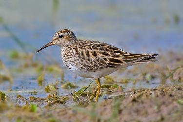 Pectoral Sandpiper photo