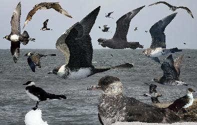 Pomarine Jaeger photo