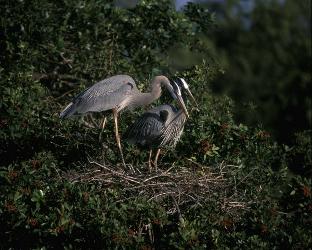 Great Blue Heron photo