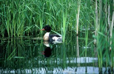 Red-breasted Merganser photo