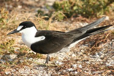 Sooty Tern photo