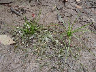 Louisiana Quillwort photo