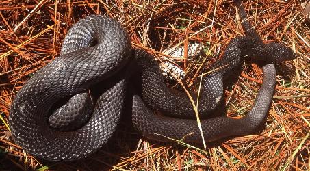 Black Pinesnake photo