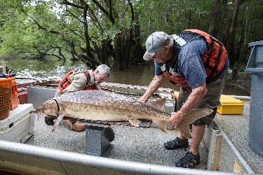 Gulf Sturgeon photo
