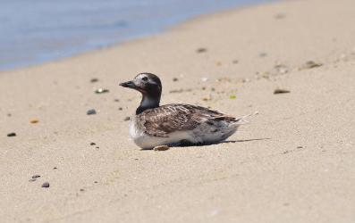 Long-tailed Duck photo