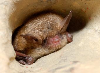 Tricolored Bat photo