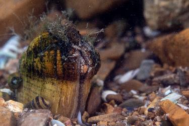 Cumberlandian Combshell photo