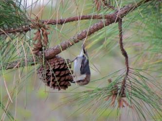 Brown-headed Nuthatch photo