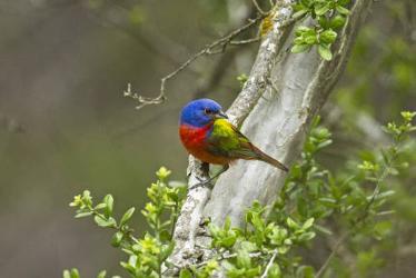 Painted Bunting photo