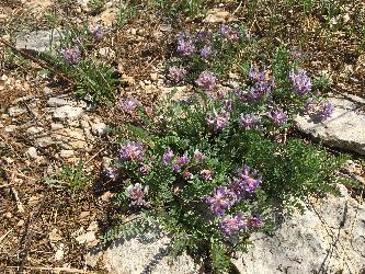 Guthrie's (=Pyne's) ground-plum photo