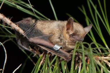 Tricolored Bat photo